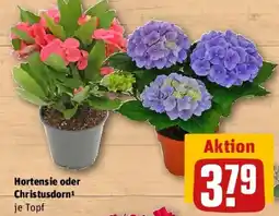 REWE Hortensie oder Christusdorn Angebot
