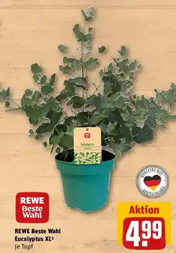 REWE REWE Beste Wahl Eucalyptus XL Angebot