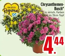 Edeka Chrysanthemen Busch Angebot