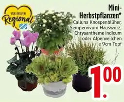 Edeka Mini-Herbstpflanzen Angebot