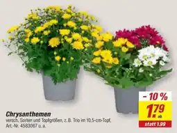 toom Baumarkt Chrysanthemen Angebot