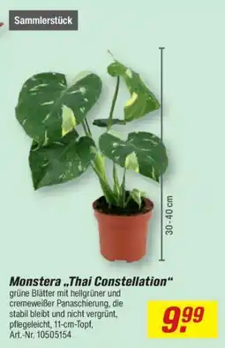toom Baumarkt Monstera „Thai Constellation“ Angebot