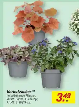 toom Baumarkt Herbstzauber™ herbstblühende Pflanzen Angebot