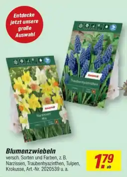 toom Baumarkt Blumenzwiebeln toom Angebot