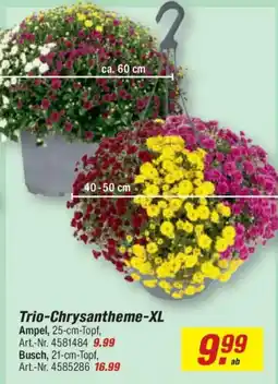 toom Baumarkt Trio-Chrysantheme-XL Angebot