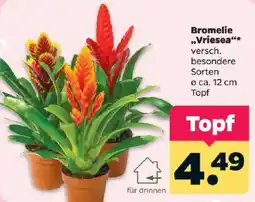 Netto Bromelie "Vriesea" Angebot