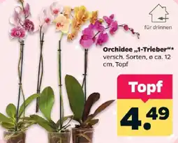 Netto Orchidee ,1-Trieber Angebot