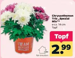 Netto Chrysanthemen Trio „Spezial Mix“ Angebot