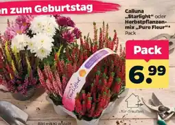 Netto Calluna "Starlight" oder Herbstpflanzen-mix "Pure Fleur" Angebot