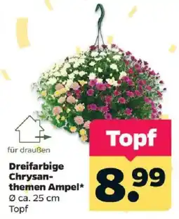 Netto Dreifarbig Chrysanthemen Ampel Angebot