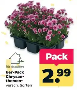 Netto Ger-Pack Chrysanthemen* Angebot