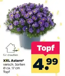 Netto XXL Astern* Angebot