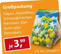 Sonderpreis Baumarkt Großpackung Tulpen, Hyazinthen, Schneeglöckchen, Narzissen, Zierlauch oder Ranunkeln Angebot