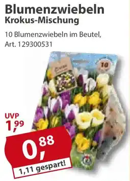 Sonderpreis Baumarkt Blumenzwiebeln Krookus-Mischung Angebot