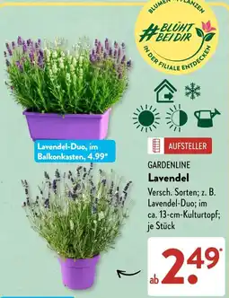 Aldi Süd GARDENLINE Lavendel Angebot
