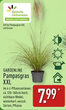 Aldi Nord GARDENLINE Pampasgras XXL Angebot