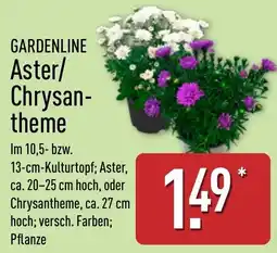 Aldi Nord GARDENLINE Aster/Chrysanthemetheme Angebot
