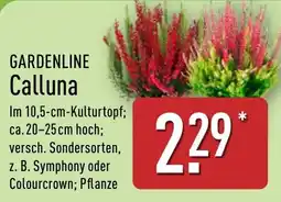 Aldi Nord GARDENLINE Calluna Angebot