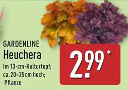 Aldi Nord GARDENLINE Heuchera Angebot
