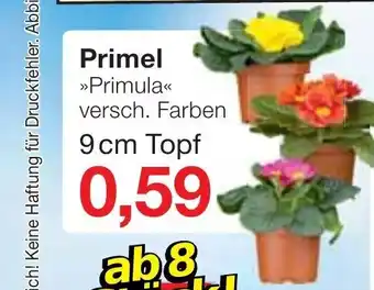 Jawoll Primel »Primula« Versch. Farben 9 cm Topf Angebot