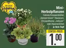 E-Center Mini-Herbstpflanzen Angebot
