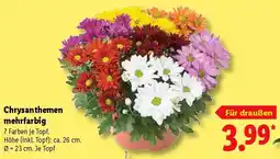 Lidl Chrysanthemen mehrfarbig Angebot