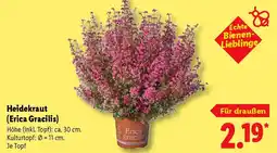 Lidl Heidekraut (Erica Gracilis) Angebot