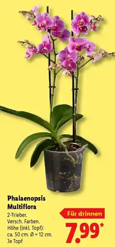 Lidl Phalaenopsis Multiflora Angebot