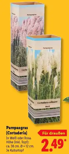 Lidl Pampasgras (Cortaderia) Angebot