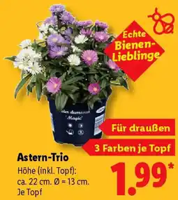 Lidl Astern-Trio Angebot