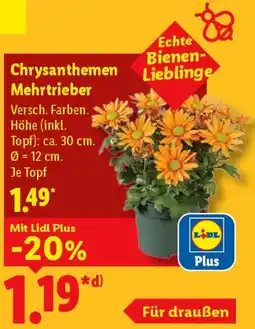 Lidl Chrysanthemen Mehrtrieber Angebot