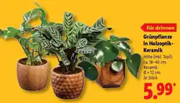 Lidl Grünpflanze in Holzoptik Keramik Angebot