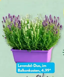 Aldi Süd GARDENLINE Lavendel Angebot