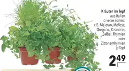 CITTI Markt Kräuter im Topf Angebot