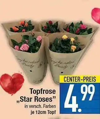 E-Center Topfrose „star Roses“ Angebot