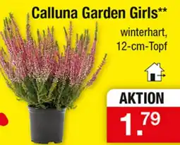 Zimmermann Calluna Garden Girls** Angebot