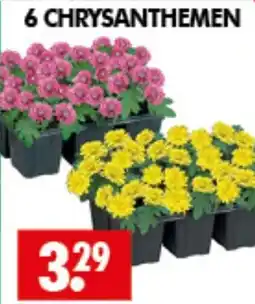 Wreesmann 6 CHRYSANTHEMEN Angebot