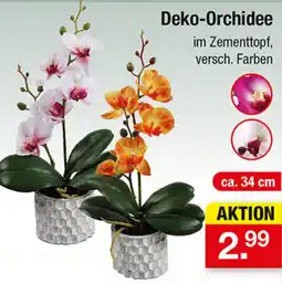 Zimmermann Deko-Orchidee Angebot