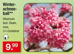Zimmermann Winter-schneeball** Viburnum bod. Dawn, rosa Angebot