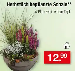 Zimmermann Herbstlich bepflanzte Schale Angebot