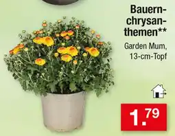 Zimmermann Bauern-chrysanthemen** Garden Mum Angebot