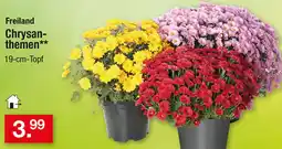 Zimmermann Freiland Chrysanthemen Angebot