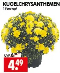 Wreesmann KUGELCHRYSANTHEMEN Angebot