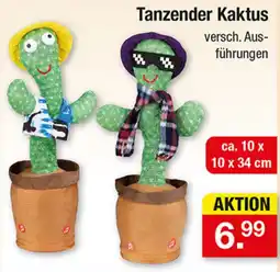 Zimmermann Tanzender Kaktus Angebot