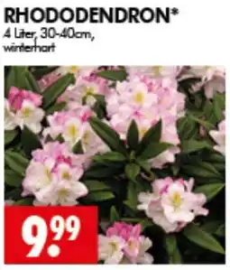 Wreesmann RHODODENDRON* Angebot