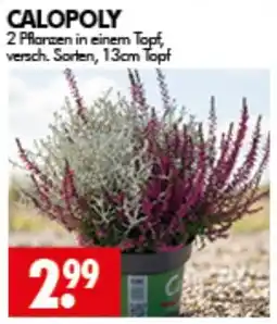 Wreesmann CALOPOLY Angebot