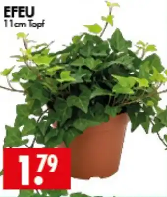 Wreesmann EFEU Angebot
