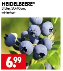 Wreesmann HEIDELBEERE* Angebot