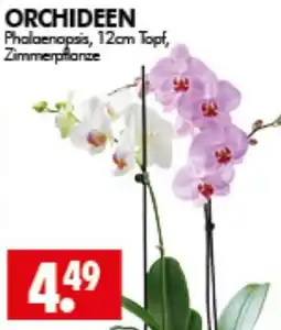 Wreesmann ORCHIDEEN Phalaenopsis, 12cm Topf, Zimmerpflanze Angebot