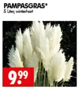 Wreesmann PAMPASGRAS* Angebot